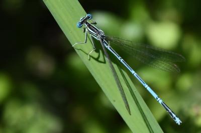 Platycnemis pennipes