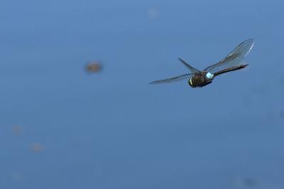 Anax napolitain 