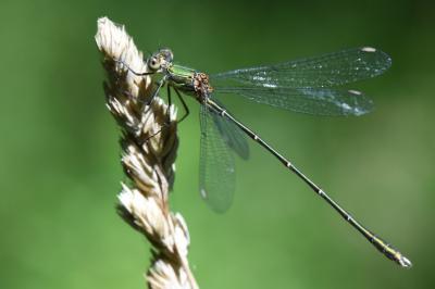 Leste vert