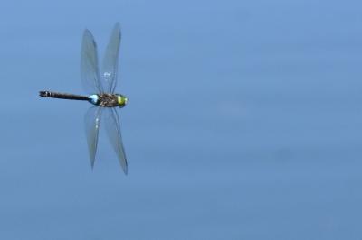 Anax napolitain 