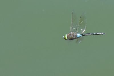 Anax napolitain 