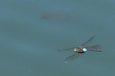 Anax napolitain 