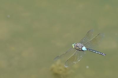 Anax napolitain 
