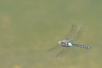 Anax napolitain 
