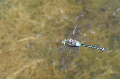 Anax napolitain 