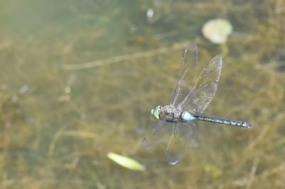 Anax napolitain 