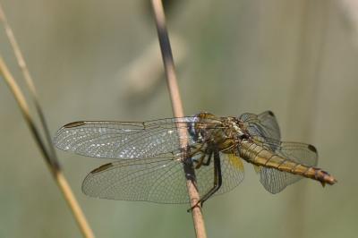 Crocothémis écarlate 