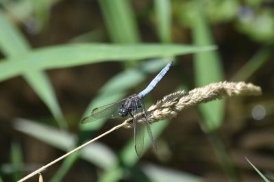 Orthétrum bleuissant 
