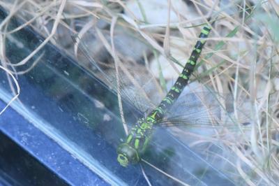 Aeschne bleue 