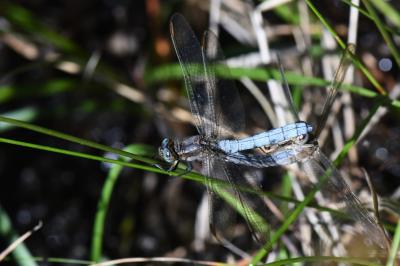 Orthétrum bleuissant 