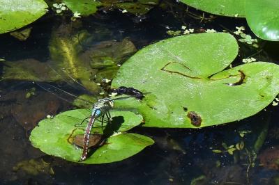 Anax empereur 