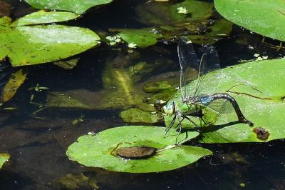 Anax empereur 