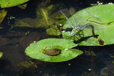 Anax empereur 