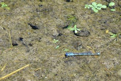 Agrion de Vander Linden