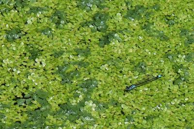 Agrion élégant