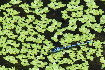 Agrion de Vander Linden