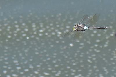 Anax napolitain 