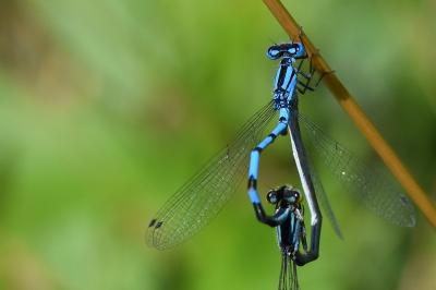 Agrion porte-coupe