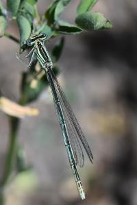 Agrion à larges pattes