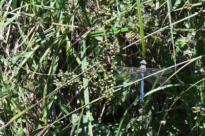 Anax empereur 