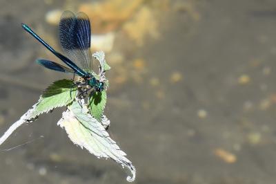 Caloptéryx éclatant