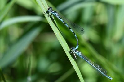 Agrion de Mercure