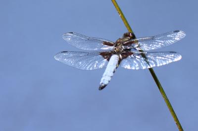 Libellule déprimée 