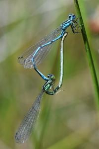 Agrion jouvencelle