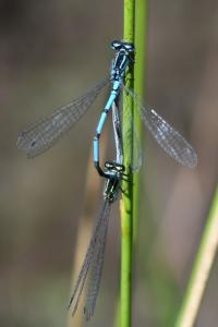 Agrion jouvencelle