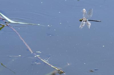 Anax napolitain 