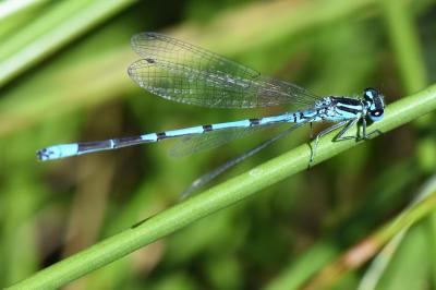 Agrion jouvencelle