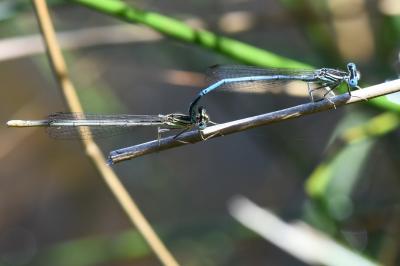 Agrion à larges pattes
