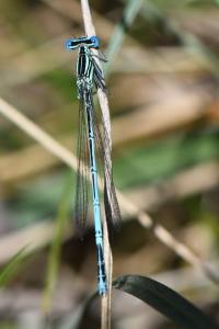 Agrion à larges pattes