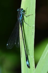 Agrion élégant