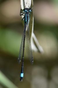 Agrion élégant
