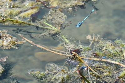 Agrion porte-coupe