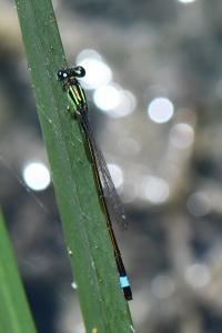 Agrion élégant