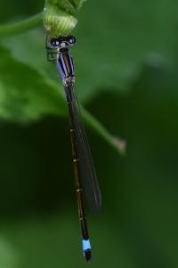 Agrion élégant