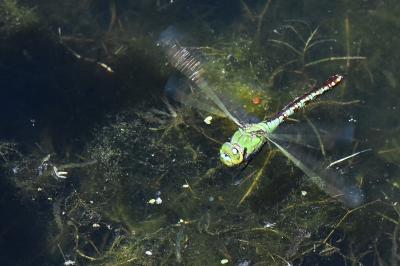 Anax empereur 