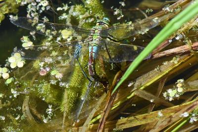 Anax imperator