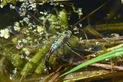 Anax empereur 