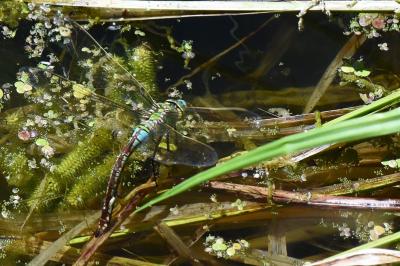 Anax empereur 