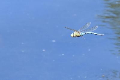 Anax empereur 