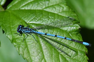 Agrion jouvencelle