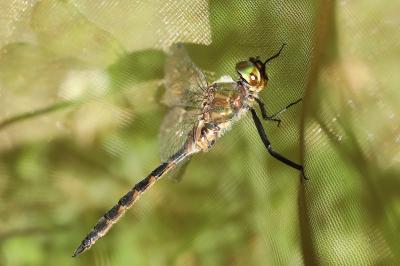 Somatochlora flavomaculata
