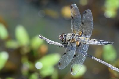 Libellule quadrimaculée 