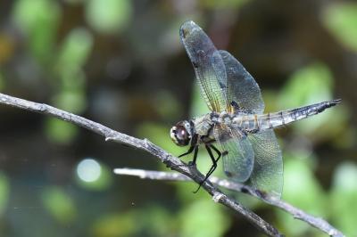 Libellule quadrimaculée 