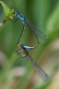 Agrion élégant