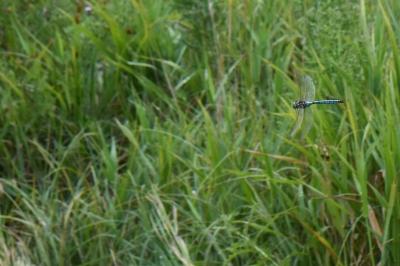 Anax empereur 