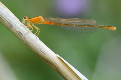 Agrion nain 